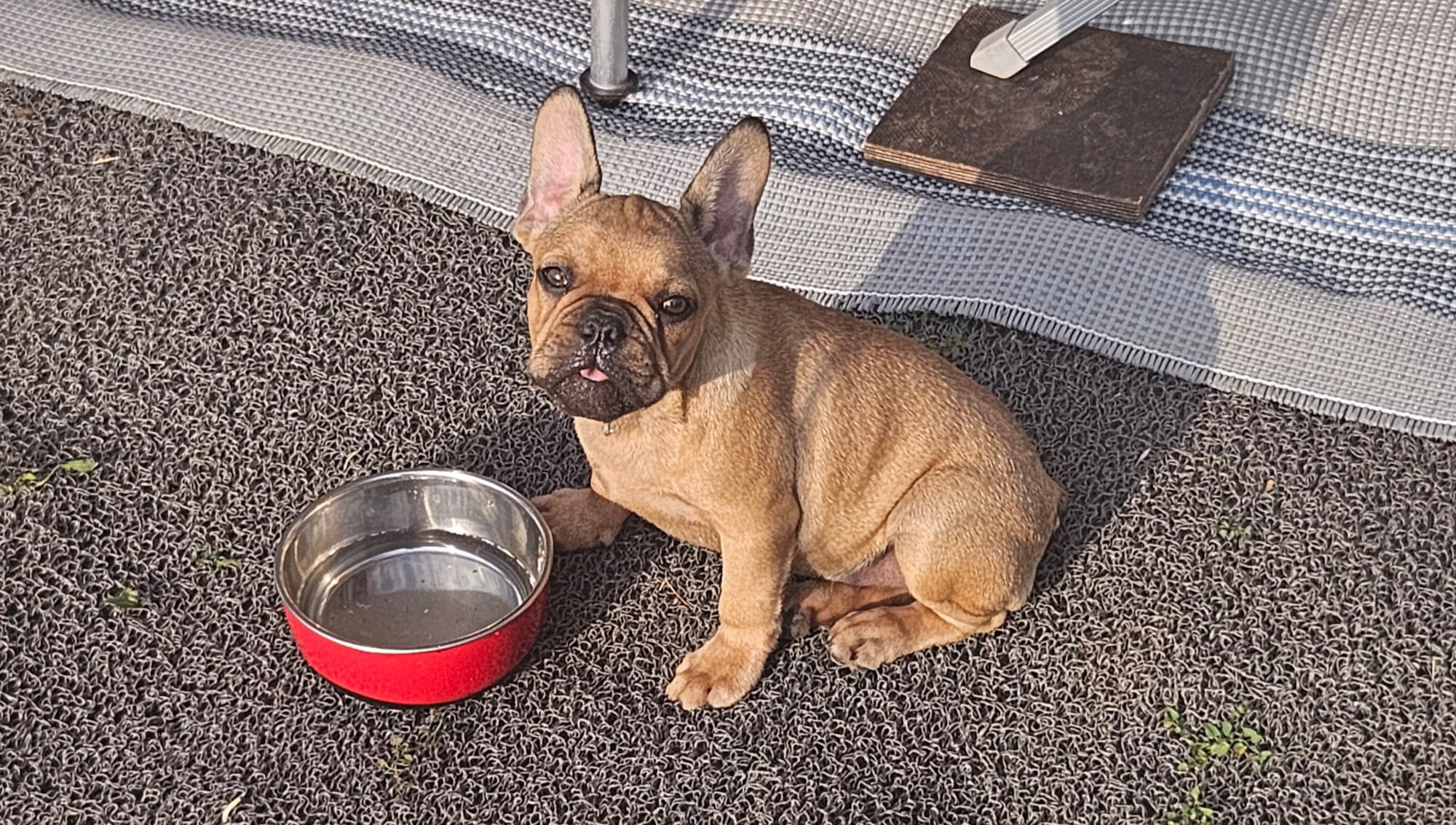 Cute dog with water bowl